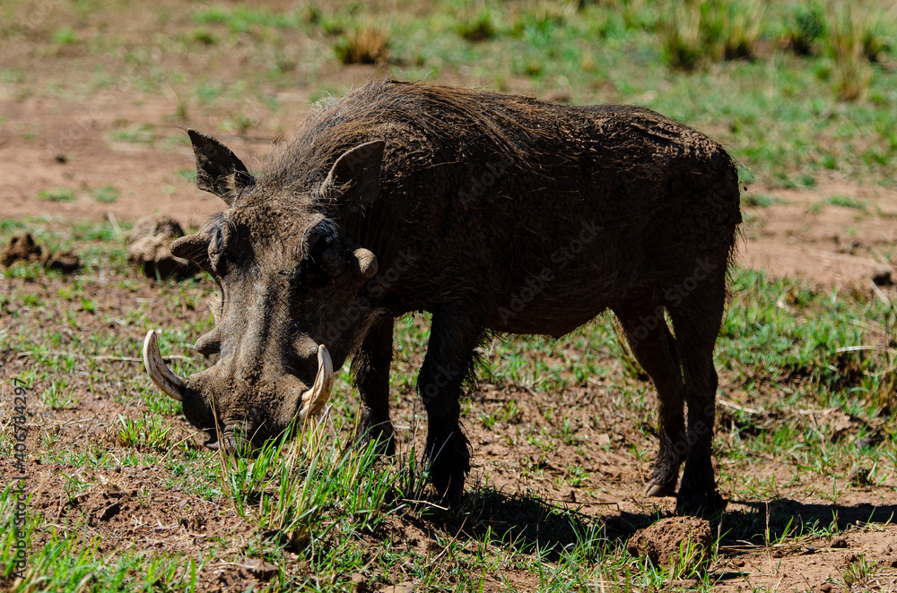 Phacochère commun, Phacochoerus africanus, Afrique du Sud Phacochère commun, Phacochoerus africanus, Afrique du Sud