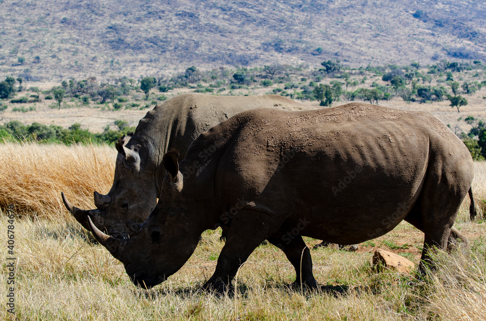 Rhinocéros blanc, white rhino, Ceratotherium simum, Parc national Pilanesberg, Afrique du Sud Rhinocéros blanc, white rhino, Ceratotherium simum, Parc national Pilanesberg, Afrique du Sud