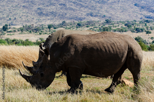 Rhinoc  ros blanc  white rhino  Ceratotherium simum  Parc national Pilanesberg  Afrique du Sud