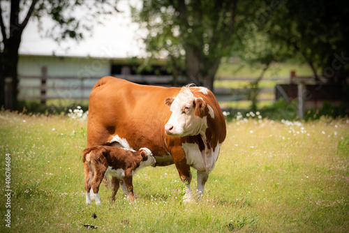 Print op canvas beef cow with days old calf on green grass meadow.
