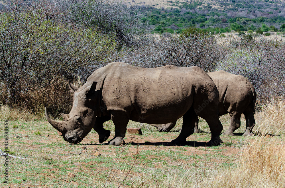 Rhinocéros blanc, white rhino, Ceratotherium simum, Parc national Pilanesberg, Afrique du Sud