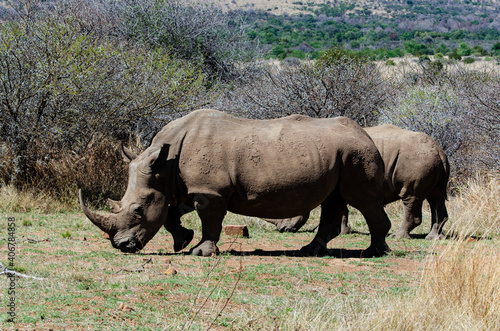 Rhinoc  ros blanc  white rhino  Ceratotherium simum  Parc national Pilanesberg  Afrique du Sud