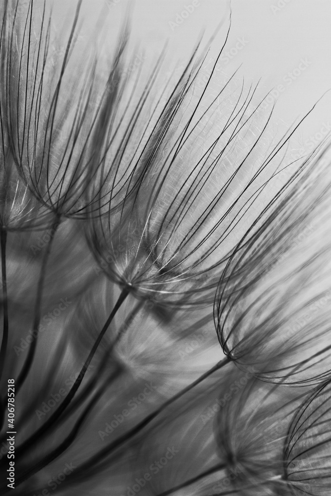 Abstract macro photo of dandelion seeds