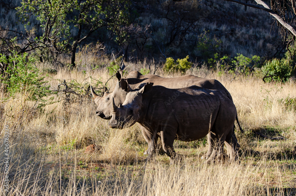Rhinocéros blanc, white rhino, Ceratotherium simum, Parc national Pilanesberg, Afrique du Sud Rhinocéros blanc, white rhino, Ceratotherium simum, Parc national Pilanesberg, Afrique du Sud