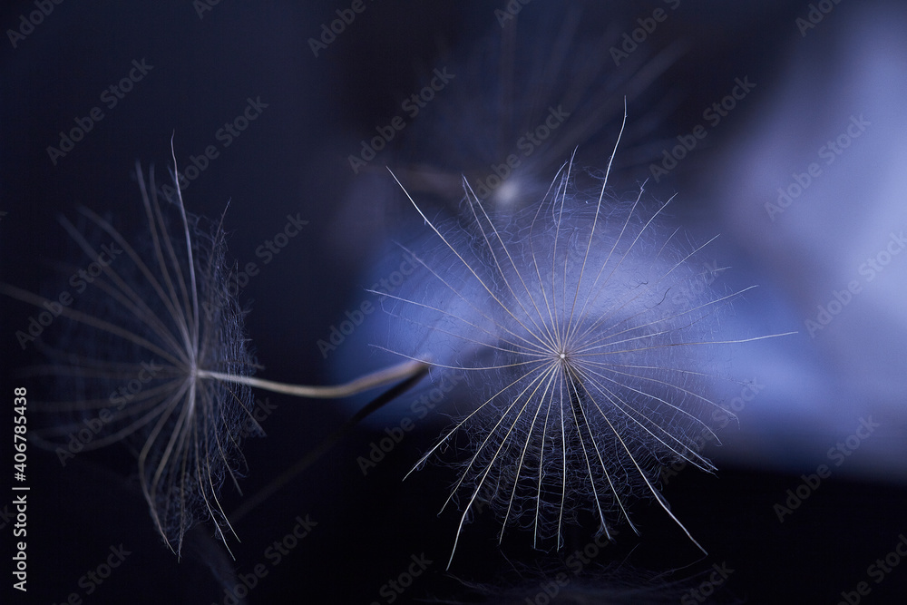 Dandelion seed - macro photo