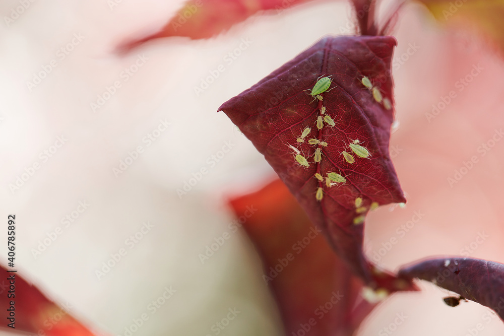 Small aphid on a red leaf