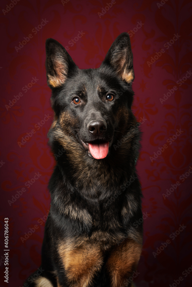 portrait of German Shepherd dog. Black face with ears standing forward. 