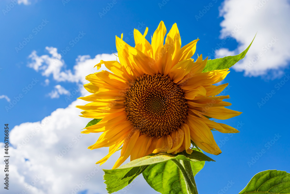 Yellow sunflowers against blue sky. Summer background. Yellow sunflowers against blue sky. Summer background.