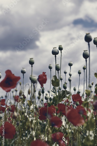 Obraz na płótnie Red poppies blooming w salonie