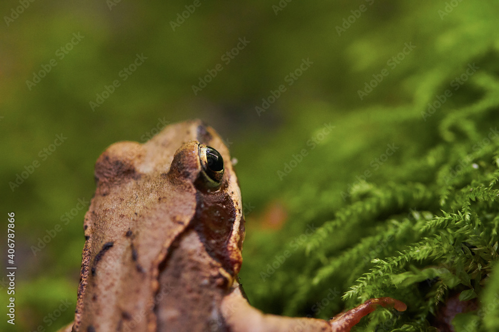 A sitting brown frog