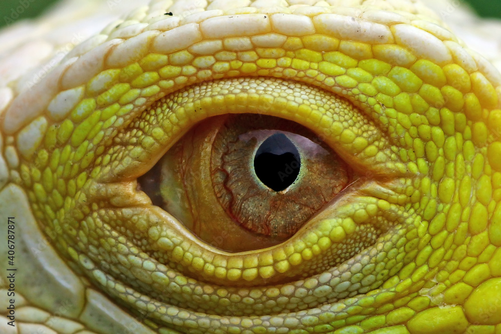 Fototapeta premium yellow iguana eyes