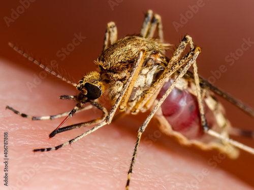 Zika Infected Mosquito Bite. Leishmaniasis, Encephalitis, Yellow Fever, Dengue, Malaria Disease, Mayaro or Zika Virus Infectious Culex Mosquitoe Parasite Insect Macro.