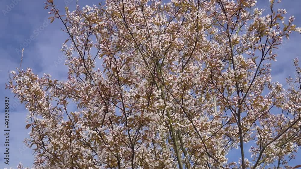 June Berry tree in blossom,Amelanchier arborea 'Robin Hill' June Berry tree in blossom,Amelanchier arborea 'Robin Hill'