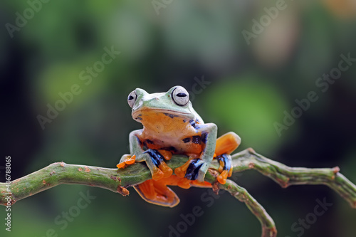 flying tree frog on a branch