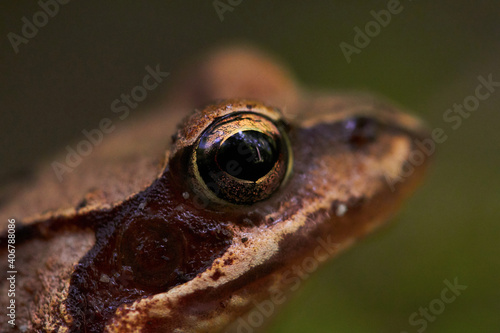 Portrait of a brown frog