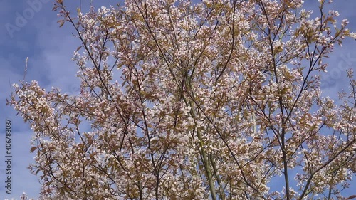June Berry tree in blossom,Amelanchier arborea 'Robin Hill'