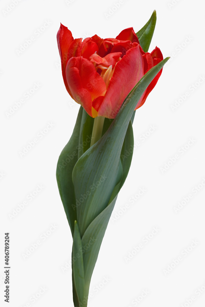 Obraz premium rote Tulpe