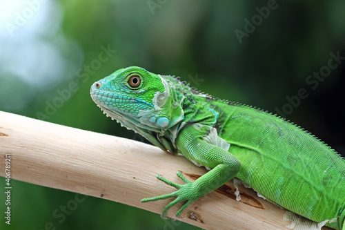 Green iguana on a tree trunk