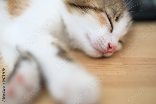 sleeping white cat sleeps on a wooden table