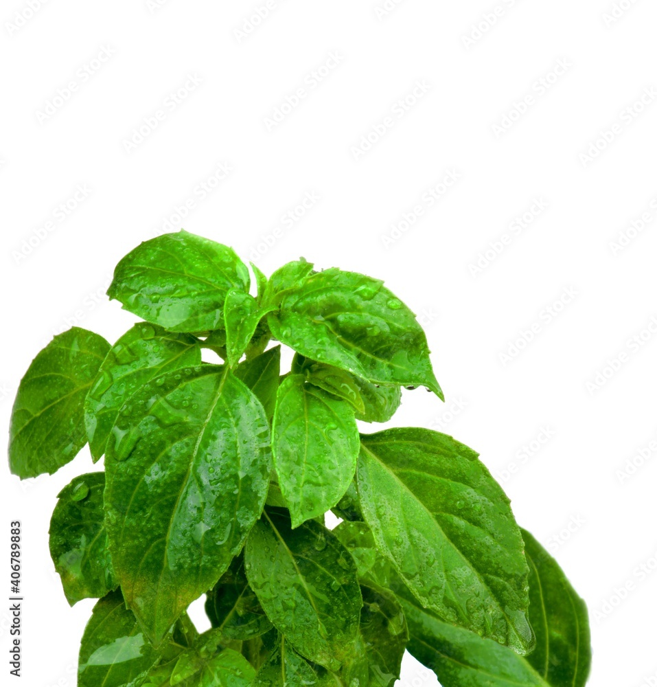 Fresh Green Basil Fresh Green Basil