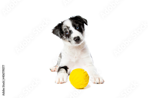 Border collie dog in front of a white background Fototapeta