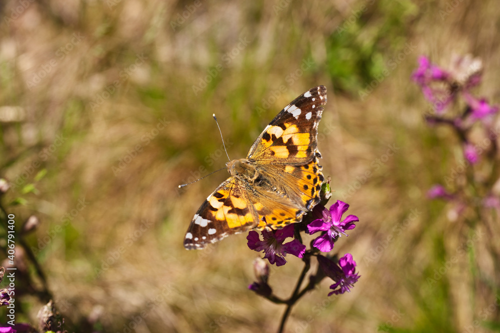 Obraz premium Distelfalter