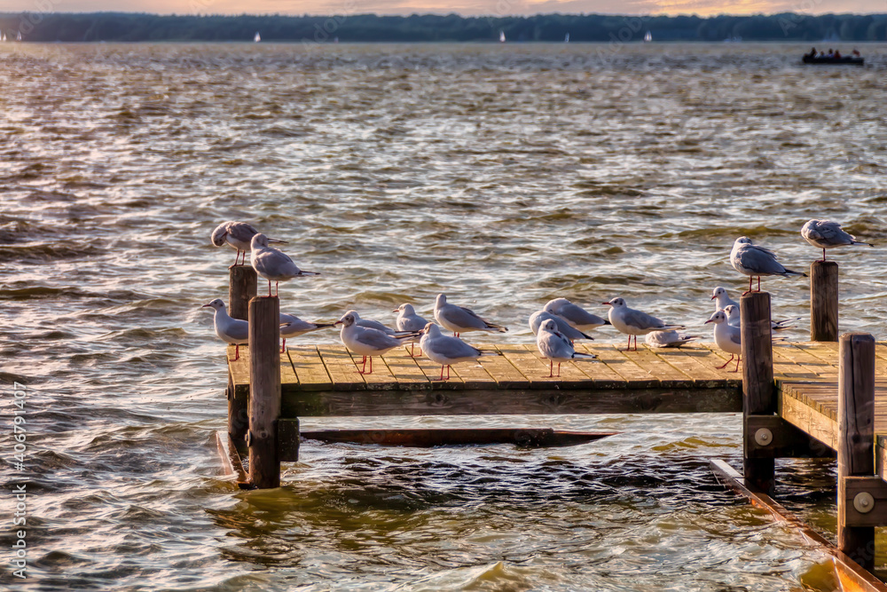 Schar Möwen in der Abendsonne auf einem Steg im Steinhuder Meer