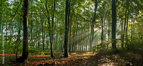 Fototapeta Naklejka Na Ścianę i Meble -  Sun rays through the forest
