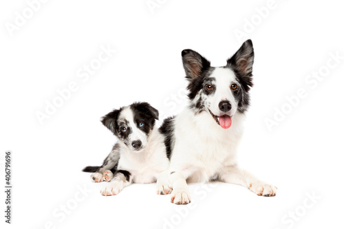 Border collie dog and puppy