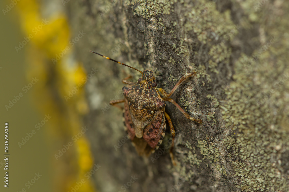 Fototapeta premium Wanzenlarve krabbelt am Baumstamm
