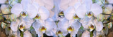 Many of white orchids. Phalaenopsis orchid bloom.
