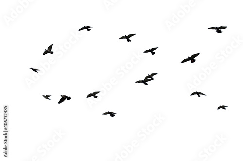 Flocks of flying pigeons isolated on white background. Clipping path. © krsprs