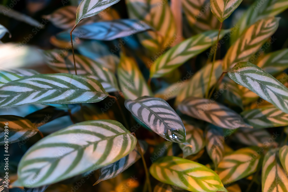 Calathea leaves background