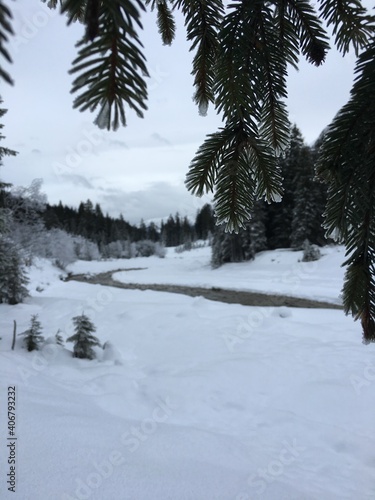 snow covered trees