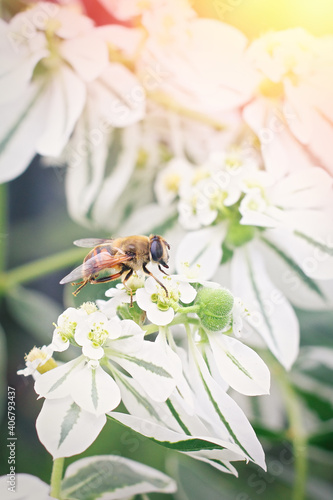 Little bee sitting on a white flower. Spring time concept.