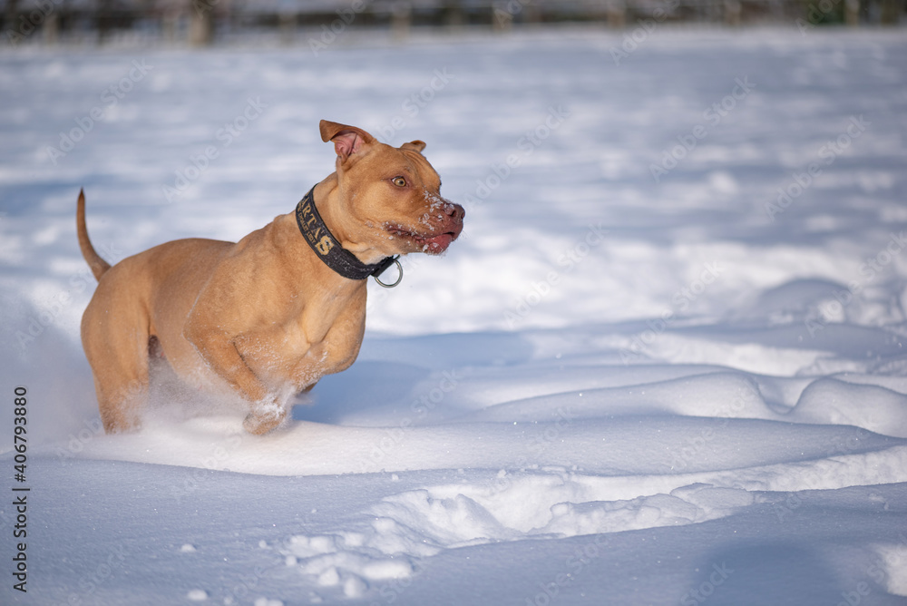 American Pit Bull Terrier running in the snow in the park in winter.