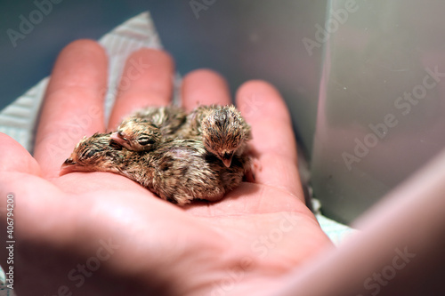 Newly hatched quails held in hand