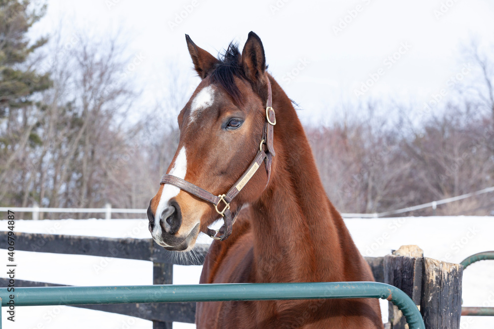Obraz premium The head of a Thoroughbred mare with a halter on standing by a wood fence in the winter with snow in the background.