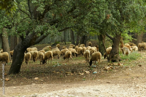 A herd of sheep strolling through the woods in the Cedar Forest near Ifrane and Azrou in the North of Morocco, Africa