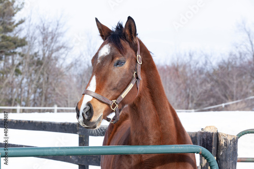 The head of a Thoroughbred mare with a halter on standing by a wood fence in the winter with snow in the background.