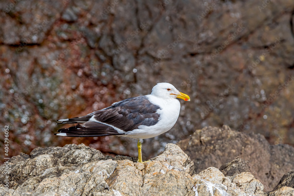 Obraz premium Kelp Gull (Larus dominicanus) by the bay, Montevideo, Uruguay