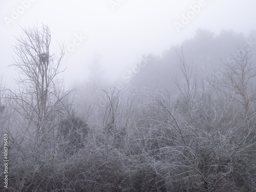 Deciduous tree with a nest in its crown located in a frozen forest surrounded by fog, winter landscape