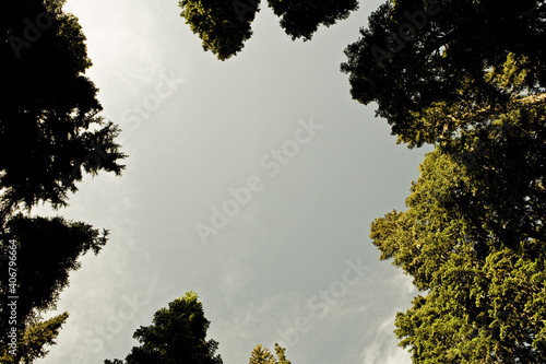 Looking strait up in a small clearing with a ring of trees surrounding  the frame.