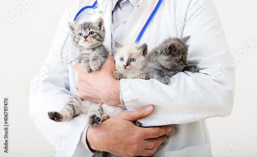 Funny cats in Vet doctor hands. Doctor veterinarian examining kittens. Mammal cats in Veterinary clinic. Vet medicine for pets and cats. Kitten animal portrait
