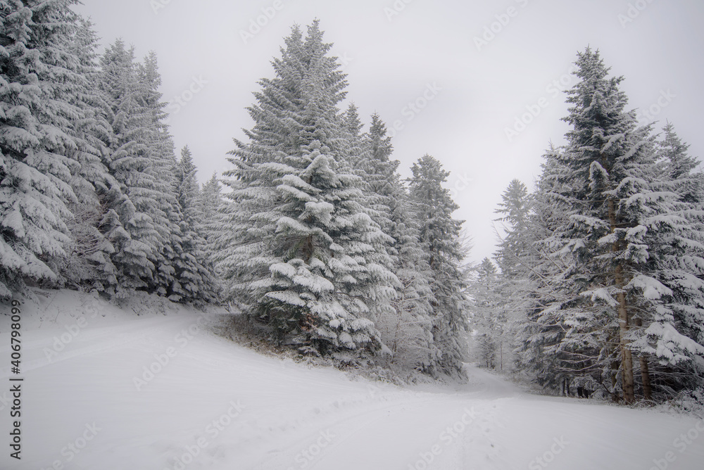 snow covered forest