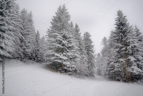 snow covered forest © Bogdan
