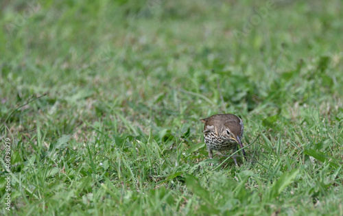 thrush running across the lawn for worms 