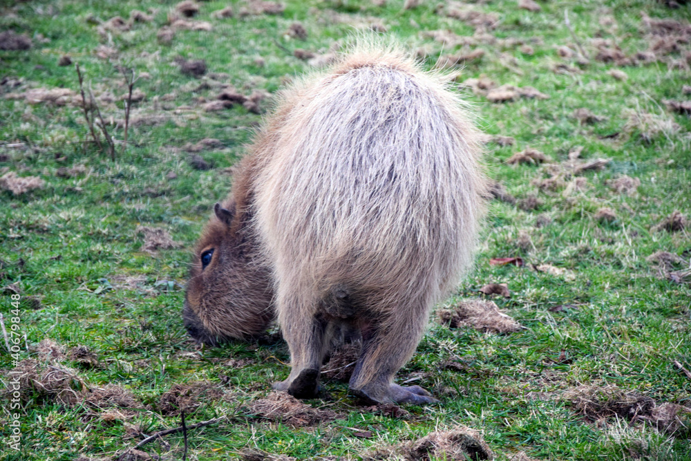 Capybara behind, capybara eating grass in a field