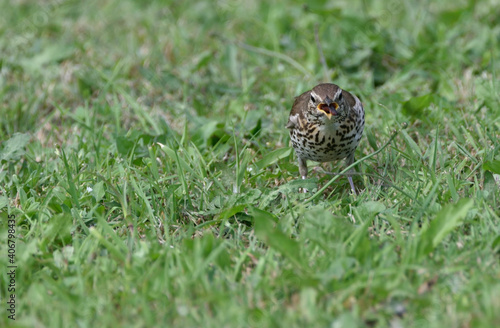 thrush running across the lawn for worms 