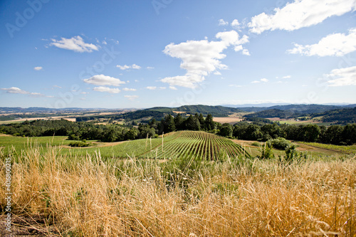 Looking over some tall grass at a vineyard amongst some rolling hills.  Blue skies overhead with some puffy white clouds floating along.